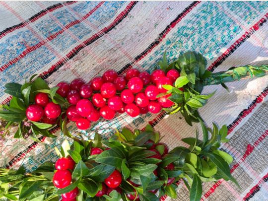 На Буковині бринить калина у саду, символізуючи велич празника апостолів Петра і Павла
