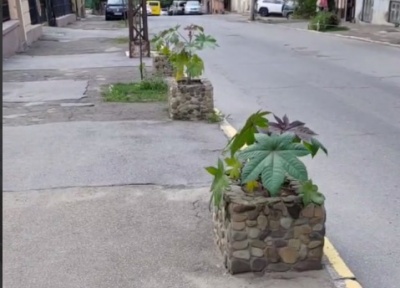 У центрі Чернівців у клумбах висадили отруйну рослину 