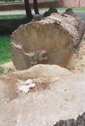 На території Чернівецької обласної лікарні зрубали здоровий сторічний дуб, - чернівчанка 