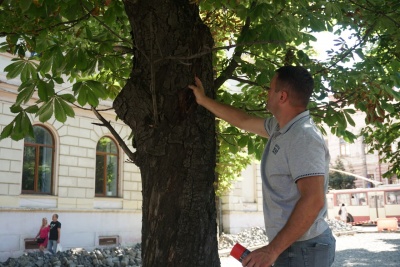 На Кафедральній зрубають шість велетенських каштанів, а пеньки залишать  