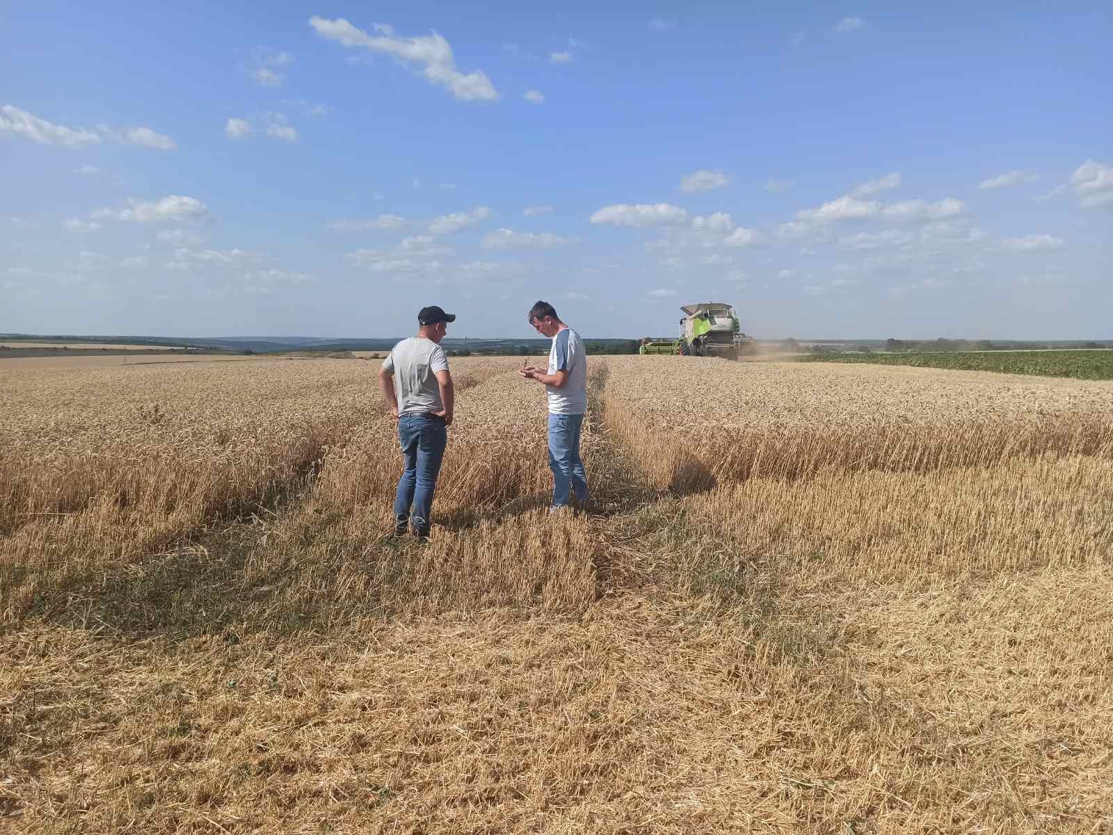 На Буковині очікують зібрати майже 160 тис. тонн врожаю пшениці 