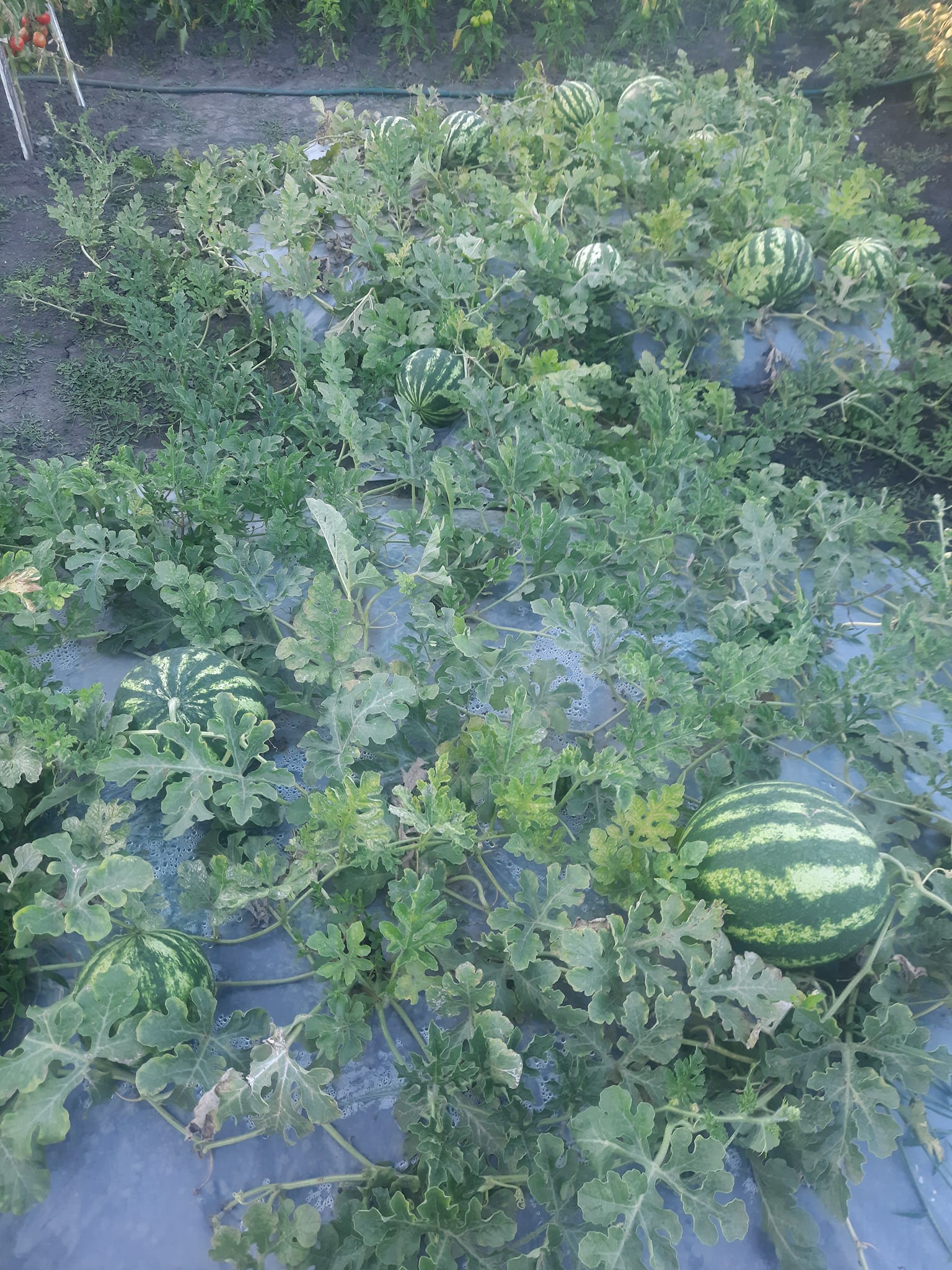 У буковинських селах почали дозрівати кавуни (ФОТОРЕПОРТАЖ)