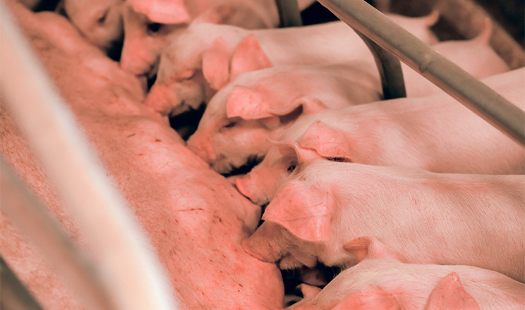 На Буковині планують розводити свиней з Данії 