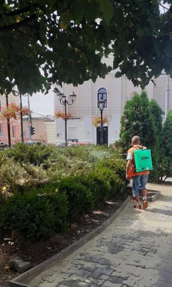 Після каліфорнійської молі, яка заразила майже всі чернівецькі каштани, зелені насадження в місті атакує самшитова вогнівка 