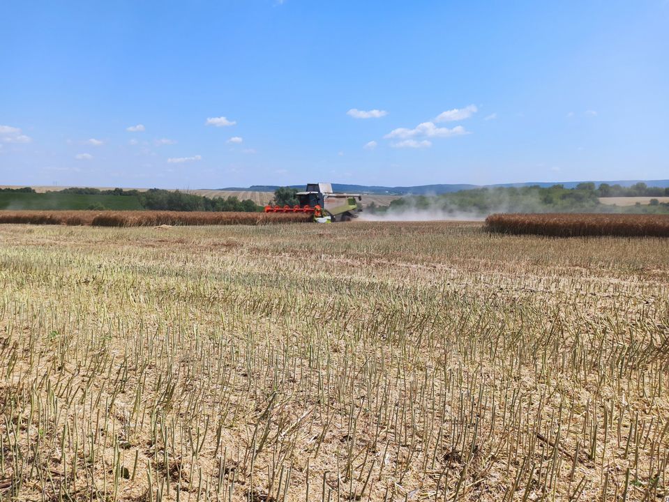 Стало відомо, скільки нажнивували аграрії Чернівецької області та який прогноз на урожай  