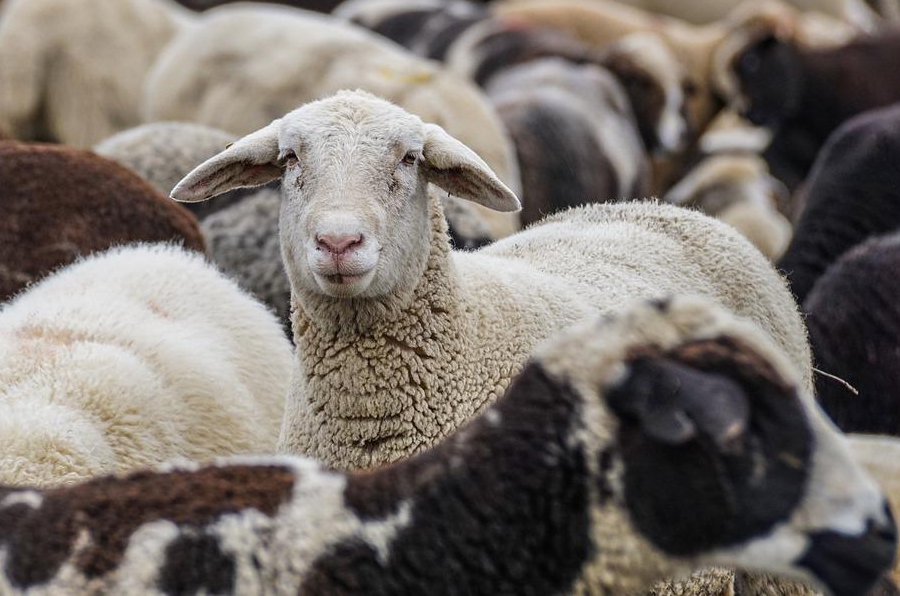 На Буковині у Старих Бросківцях відроджують вівчарство 
