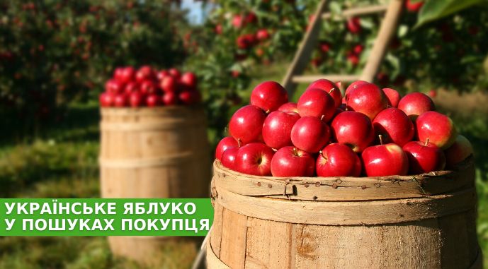У Чернівецькій області яблучні сади постраждали від страшенної посухи, якої не пам’ятають кілька останніх десятиліть 