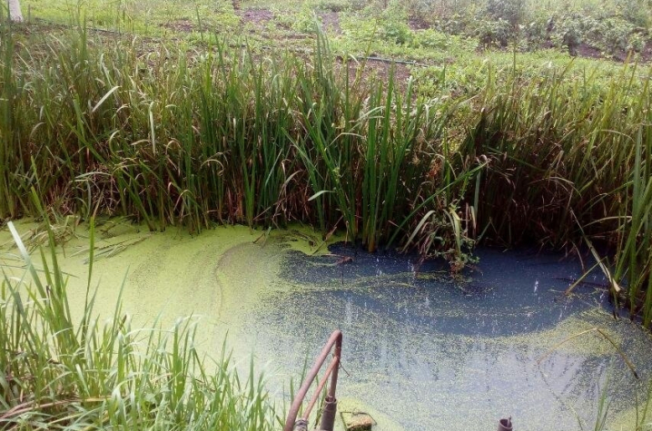 Про отруєння річки в Садгорі ніхто, крім журналістів та активістів, не говорить: ні поліція, ні покуратура області, де діє спеціалізований екологічний відділ