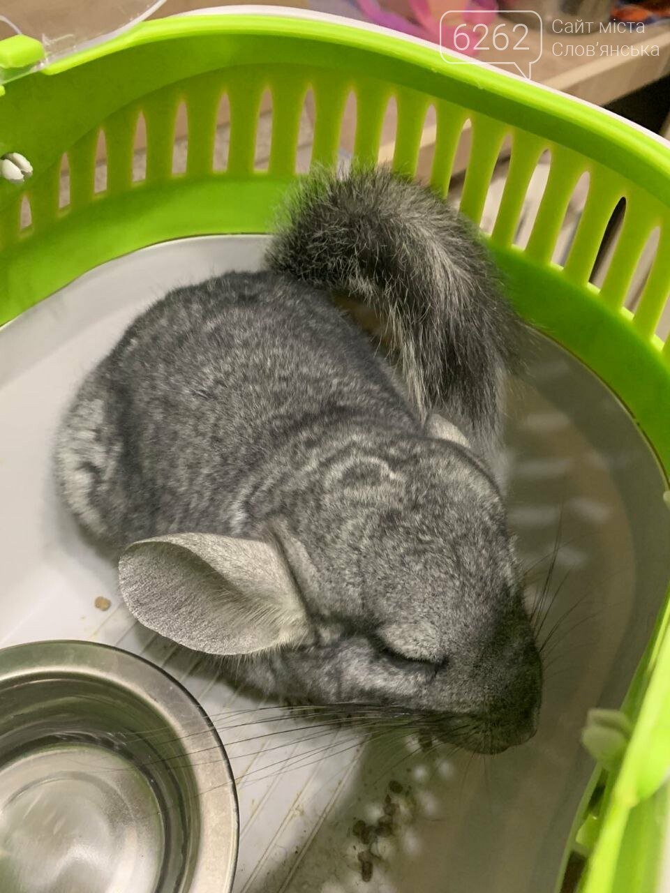 Я евакуювала шиншилу зі Слов’янська у Чернівці - блог