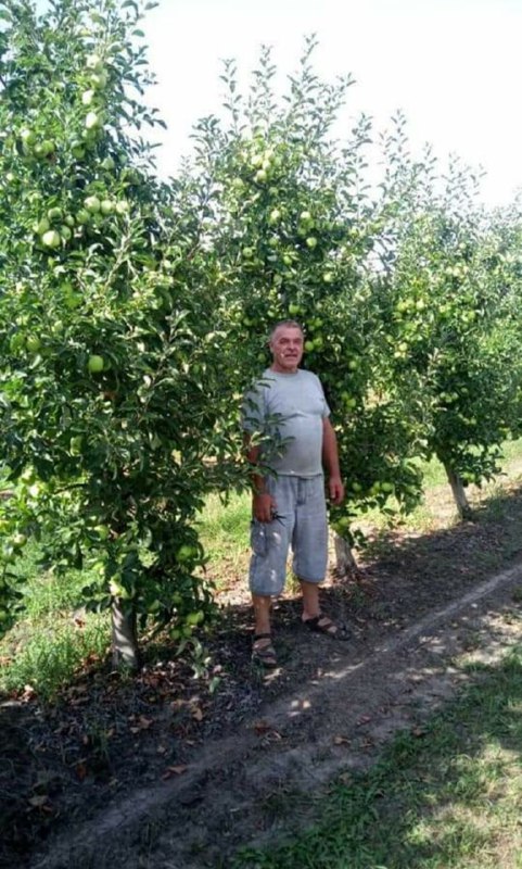 На Буковині фермер отримав  від уряду півмільйона на яблуневий сад на італійській шпалері з протиградовою сіткою  