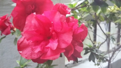  Ботанічний сад ЧНУ імені Юрія Федьковича отримає англо-американський грант для підтримки співробітників та видання буклету для відвідувачів