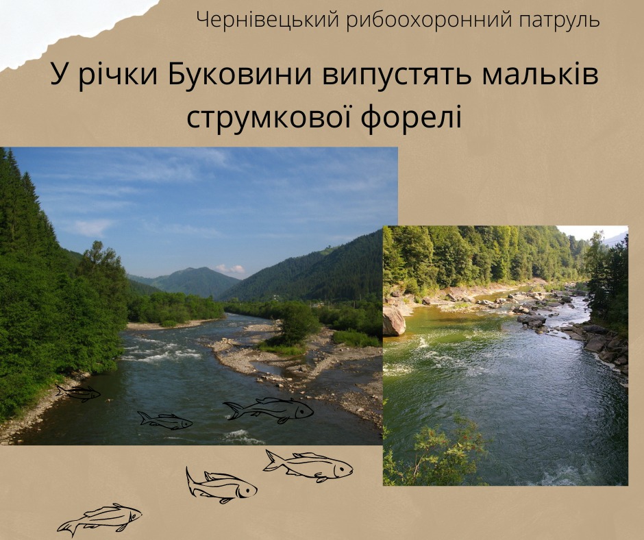 В останній день літа у річки Буковини випустять 60 тисяч  мальків струмкової форелі