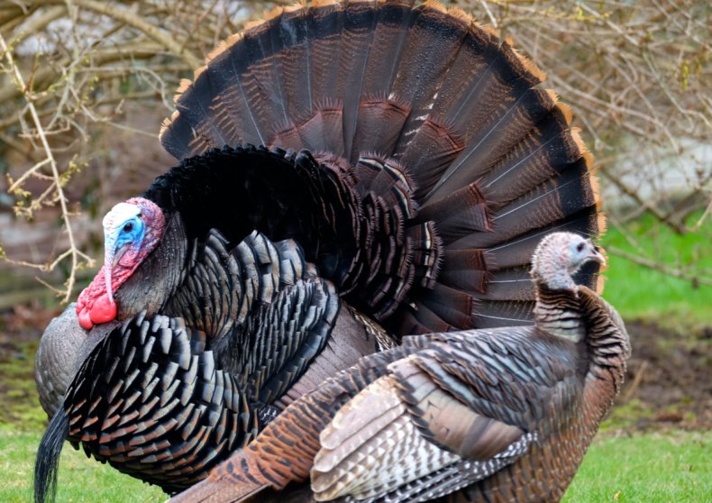 З Буковини до Великої Британії експортуватимуть індичатину 