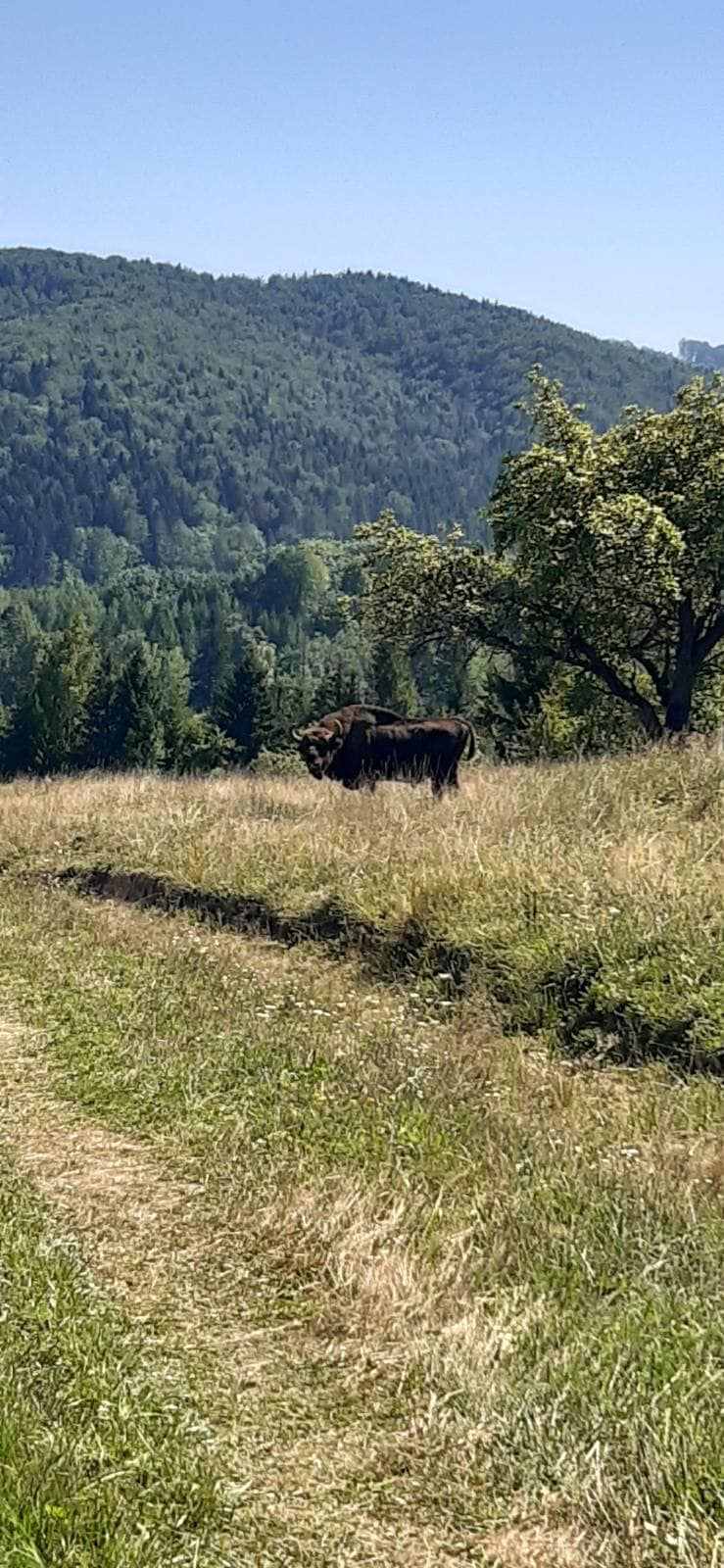 У 'Зубровиці' планують випустити у дику природу три особини зубрів 