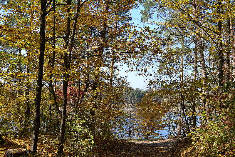 На Буковині у тіні лісу зітхнула осінь 