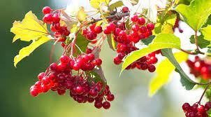 У Чернівцях покажуть цілющі лікарські рослини - символи України та проведуть дегустацію лікувальних чаїв і настоїв 