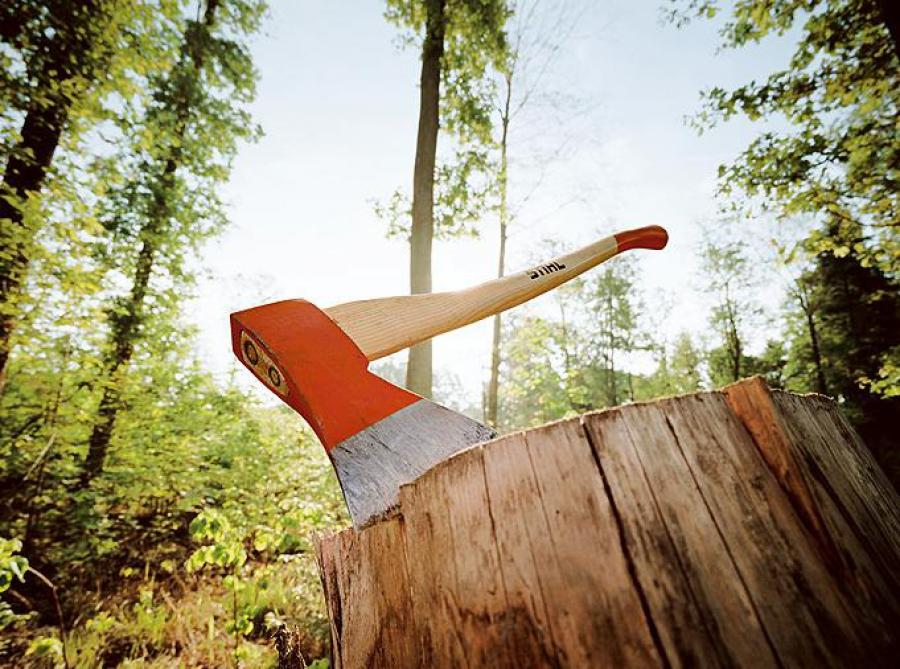 Можливі зловживання посадових осіб Долішньо-Шепітського лісництва перевірить відомча комісія 