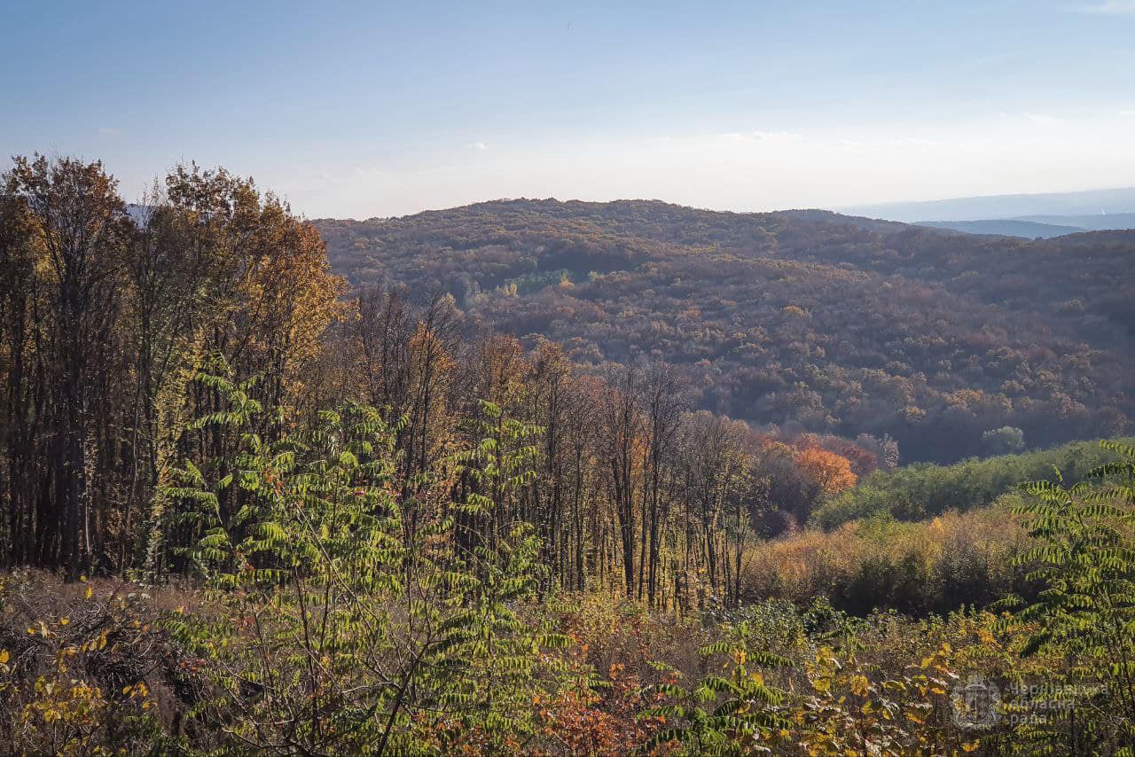 У Чернівцях не хочуть, щоб буковинськими лісами розпоряджалися з Києва (+коментар Світлани Ісаченко)