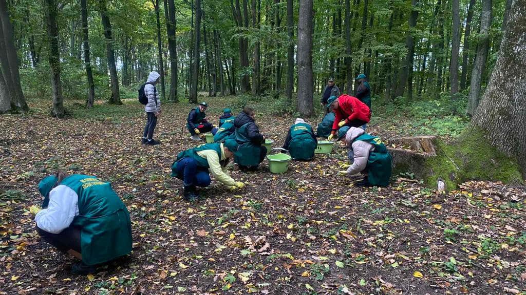 Заготовлене на Буковині насіння дерев перед посівом перевірять на якість у Закарпатській насіннєвій станції