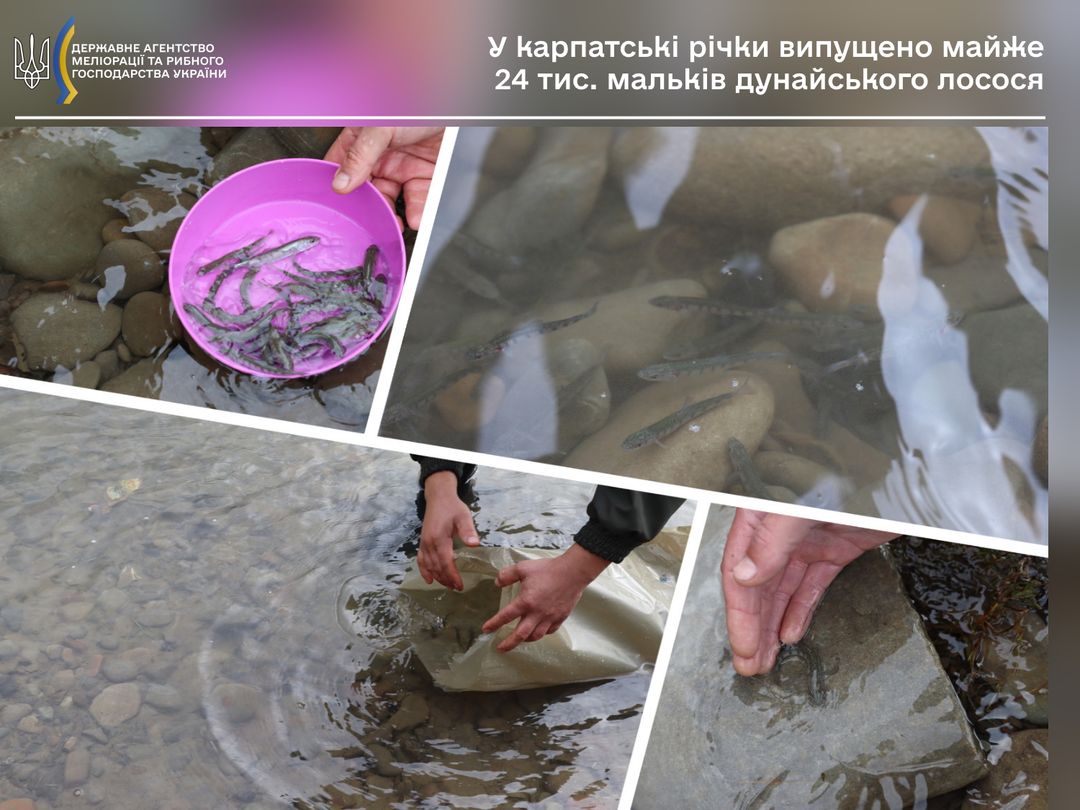 На Буковині у Черемош вселили п'ять тисяч мальків лосося дунайського