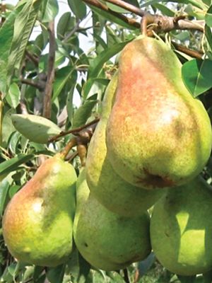 Рясніше, ніж у саду ФГ «Яніс-4», родить тільки в «Янісі»