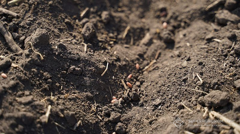 На Буковині завершили збір картоплі і сіють озимину під урожай наступного року