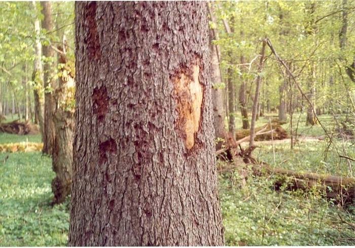 Дзвенить сокира, але й жук-короїд не дрімає, гублячи на Буковині щороку на корені неміряну кількість ялинового лісу, в основному смерекового