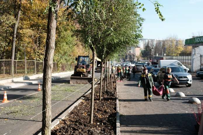 Біля стадіону 'Буковина' у Чернівцях з'явилися одразу 25 робіній Умбракуліфера 