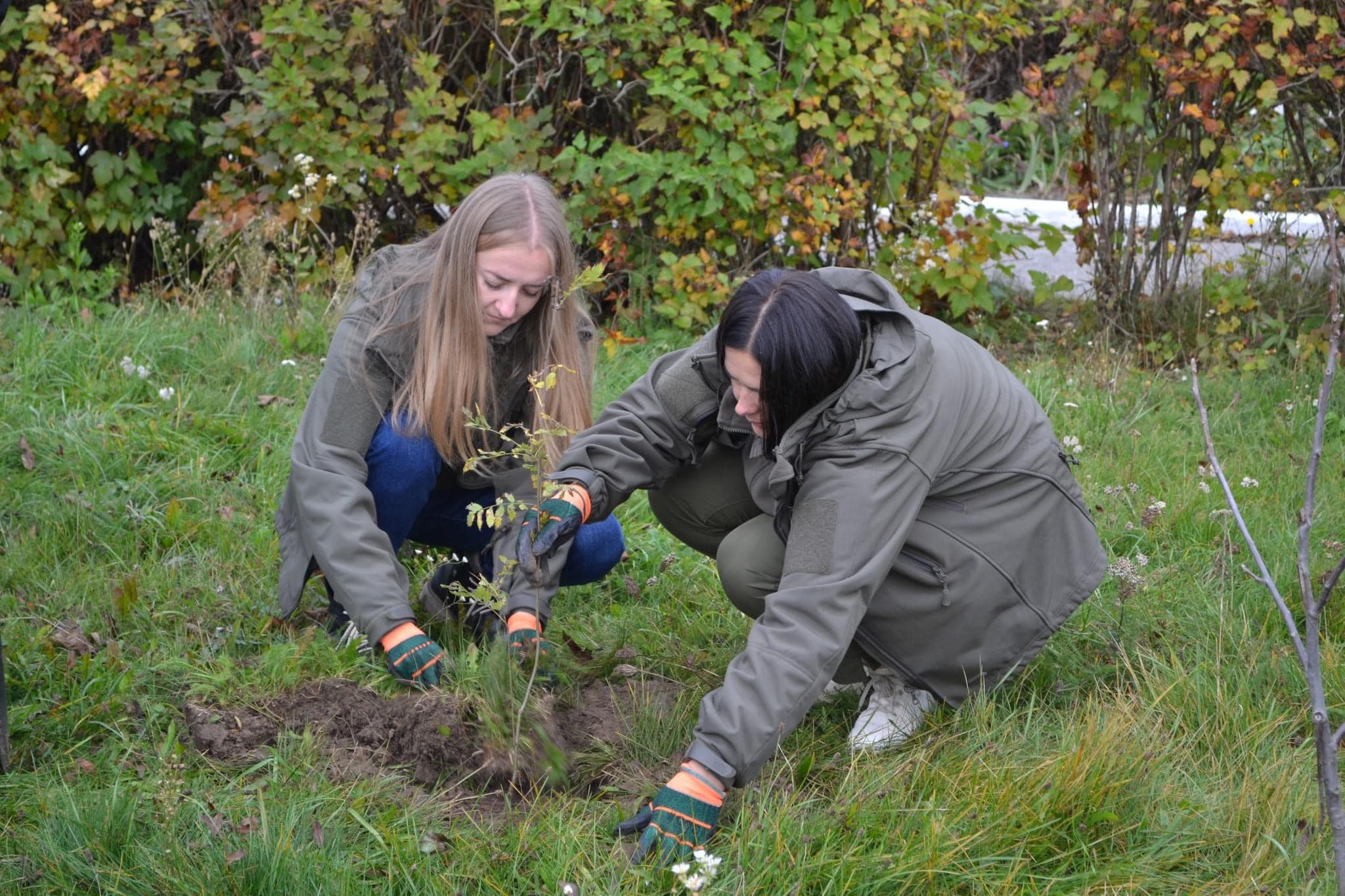 Цієї осені у Чернівецькій області висадили понад 170 тисяч дерев 