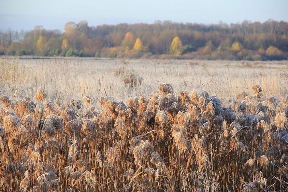 На Буковині передзим’я: у полі глухо і голо