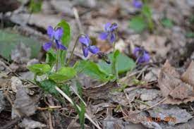 На Буковині несподівано розцвіла у передзим’я весняна чічка 