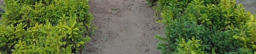 Майже півмільйона сіянців ялини звичайної вирощують на плантації, яку створили на Буковині 