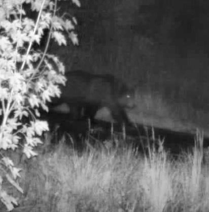 На Буковині прикордонники зустріли господаря Карпат