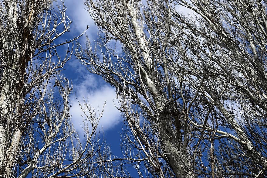 Марніє буковинський ліс, в блакитті небес прощається Сонце