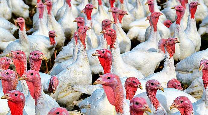 Американці залишились без великих індиків до сьогоднішнього Дня подяки