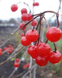 У тіні короткого буковинського дня зазирнула зима