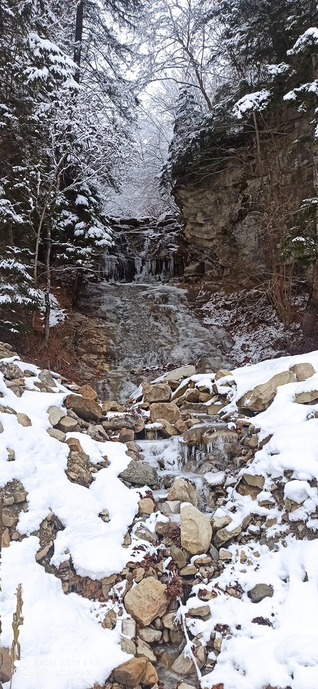  В одному із найбільших буковинських лісництв розповіли, якої деревини цьогоріч нарубали і скільки на цьому заробили