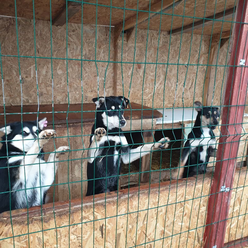 Через війну кількість собак у Чернівцях, яким щомісяця вдавалося знайти сім’ю, скоротилася з 30-40 до 8 тварин