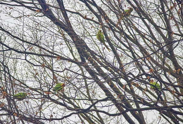 У Чернівцях великі зелені папуги зимують на деревах біля собору на Сторожинецькій