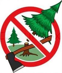 У Чернівцях штрафуватимуть за збут незаконно зрубаних ялинок 