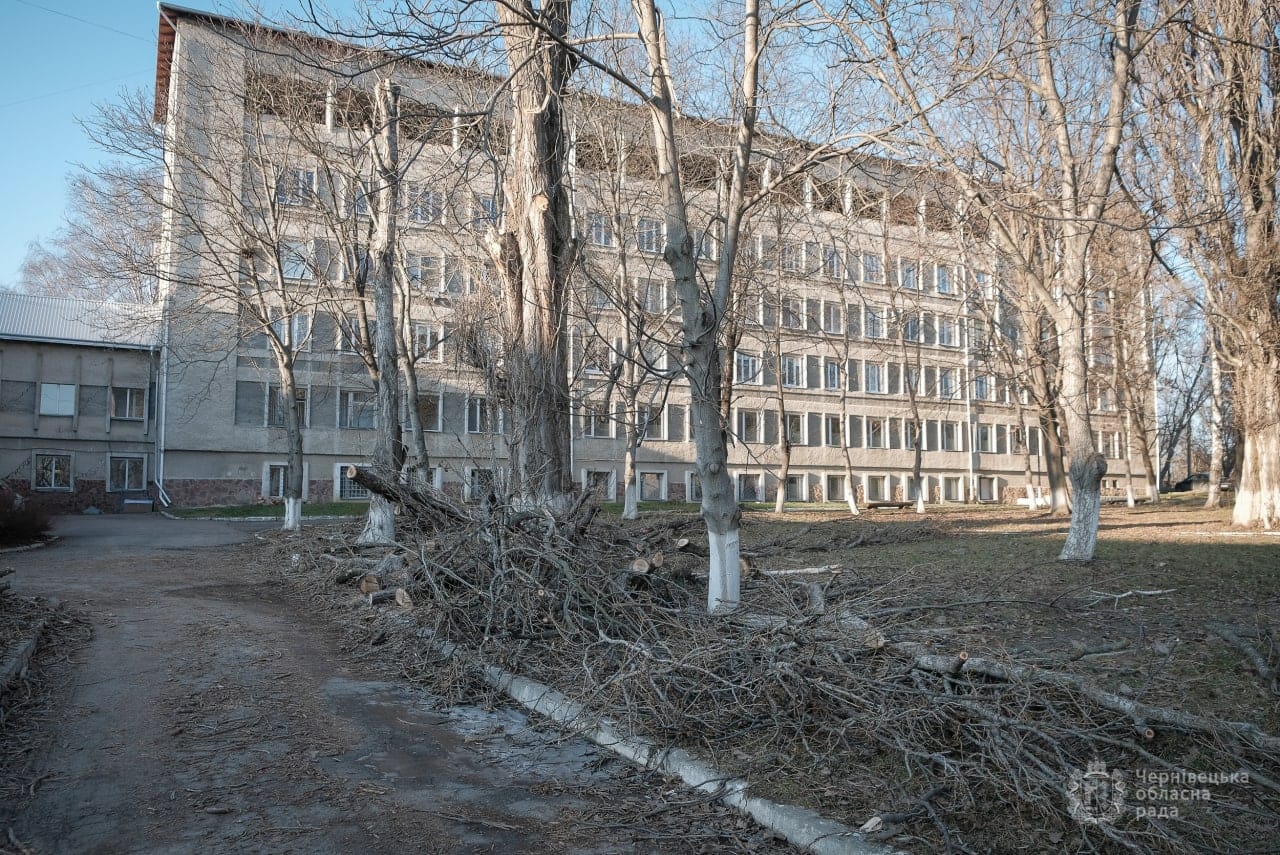 Навколо Чернівецької обласної дитячої лікарні зрубають чотири десятка дерев для опалення урядових будівель
