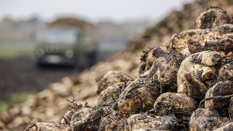 У Чернівецькій області цьогоріч лише одне господарство сіяло цукровий буряк