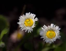 На Буковині посеред зими, наче навесні, зацвіли маргаритки