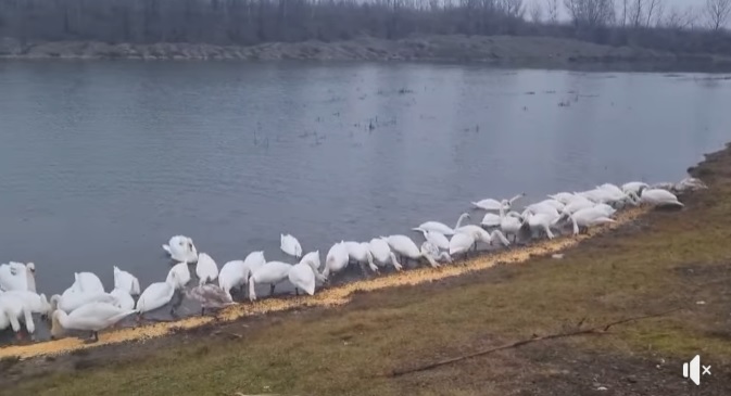 Майже сотні шипунів в Чорториї через день згодовують від 100-120 кілограмів кукурудзи