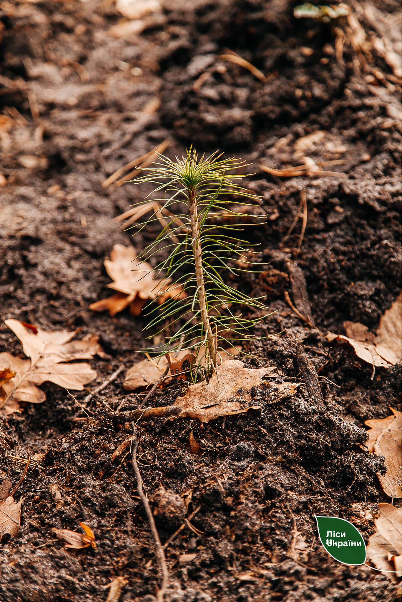 Майже два мільйона сіянців на тисячу гектарів: на Буковині цьогоріч планують висадити рекордну кількість дерев