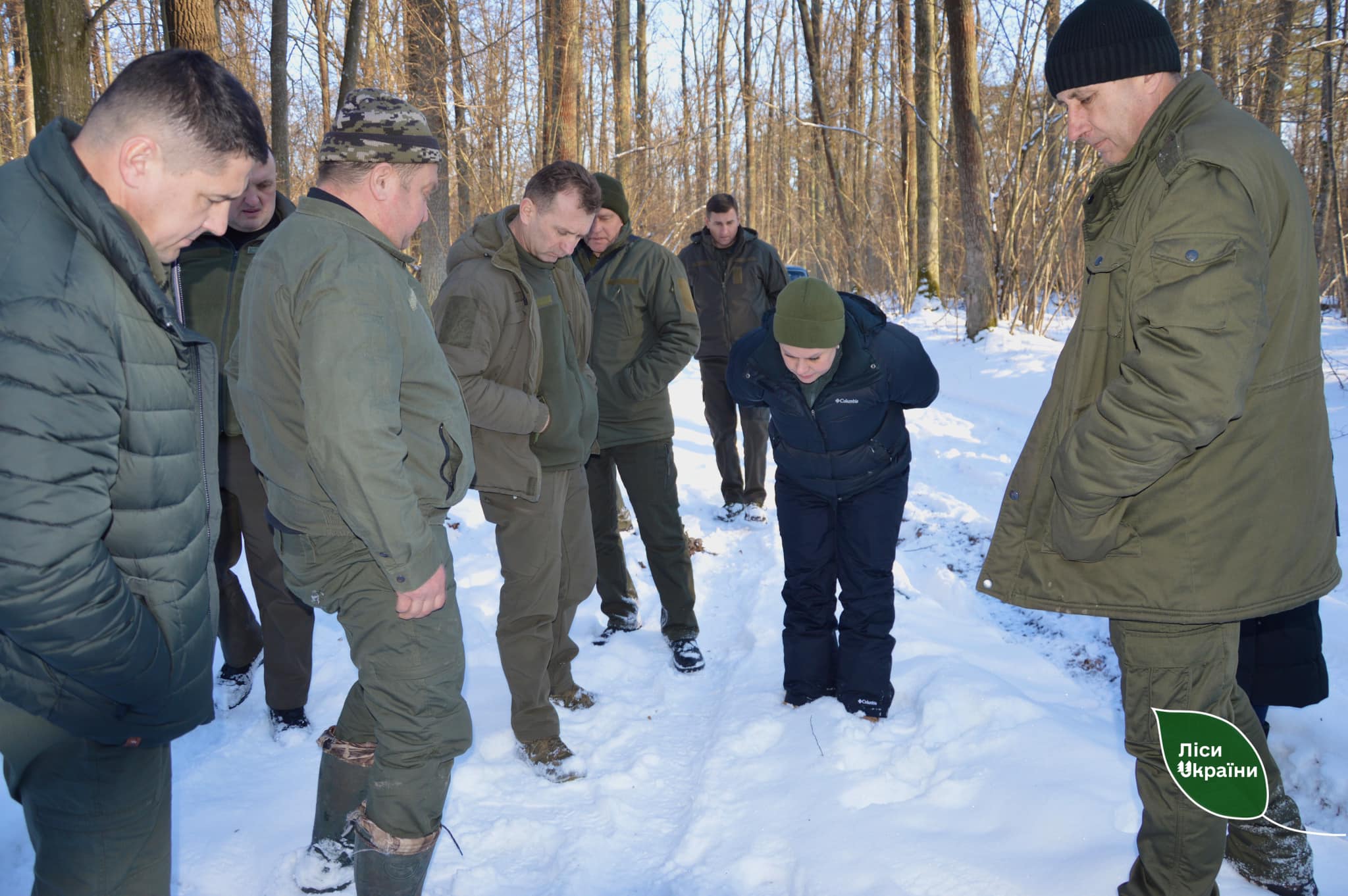 На Буковині дораховують зайців, лисиць, козуль і кабанів