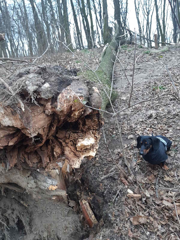 Буревій повалив дерева у парку імені Федьковича (відео)