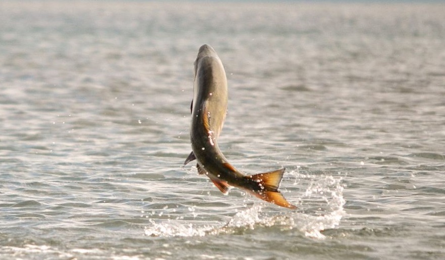 Право промислового вилову риби у Дністрі виставили на продаж 