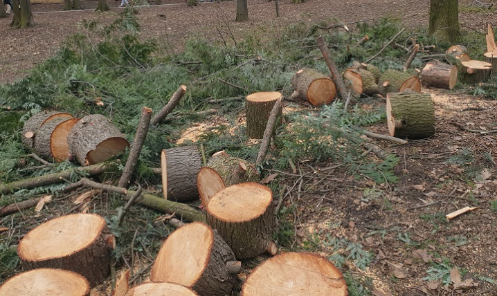 Достойні умови 'навіть' для дерев у парку Шевченка почали створювати з їхнього вирубування?