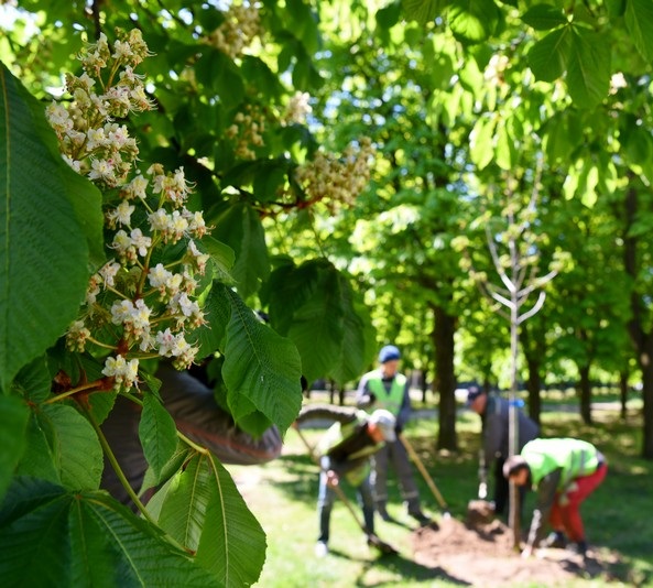 Замість каштана, липи та клена-явора – тюльпанове дерево. Во дають!...